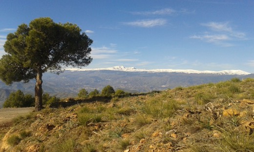 Pinie mit Blick auf die schneebedeckte Sierra Nevada